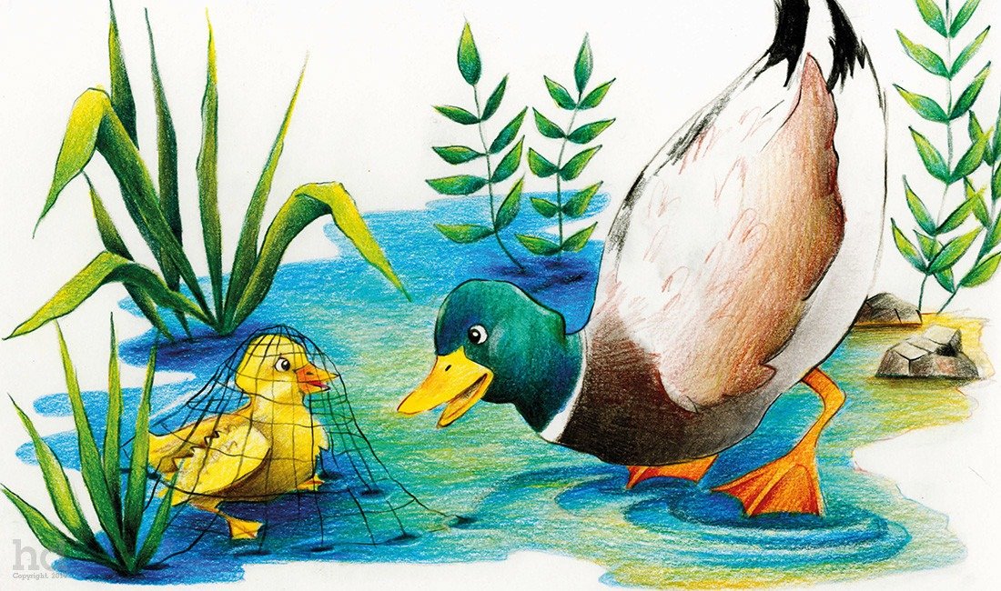 Children's book illustration - mother duck and duckling